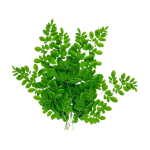 Drumstick Leaves