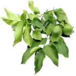 Lemon Leaves