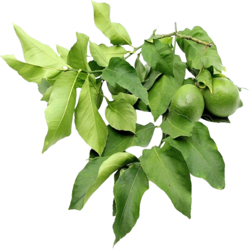 Lemon Leaves